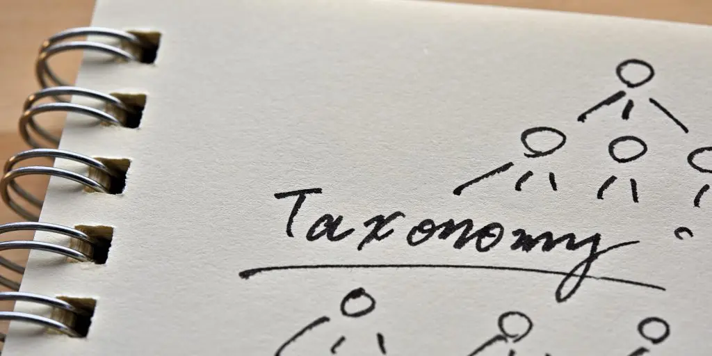Taxonomy representation in a notebook.