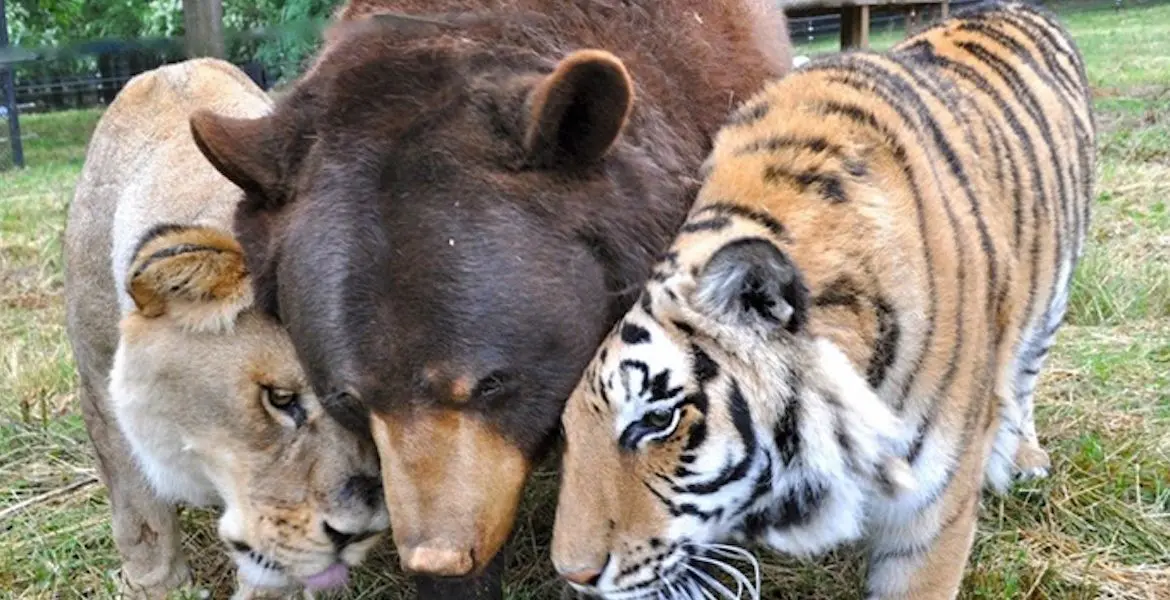 A lion, bear, tiger together.