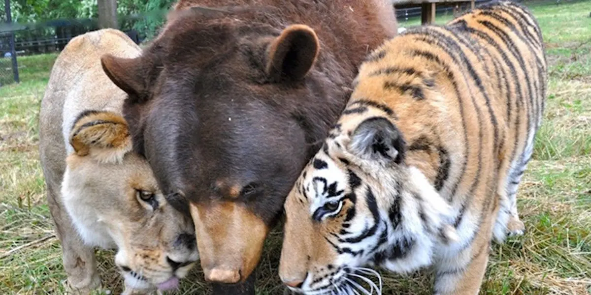 A lion, bear, tiger together.