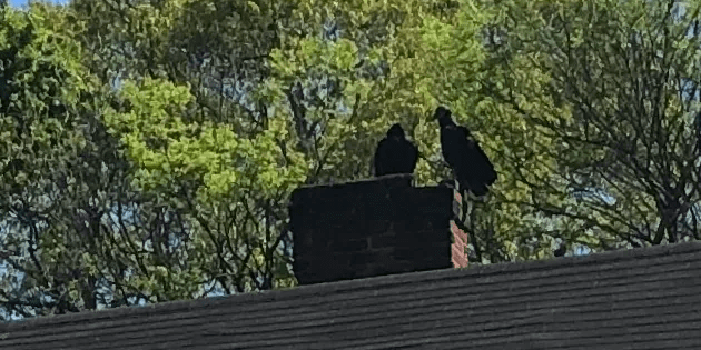 Crows on a Chimney