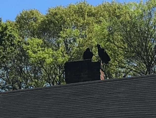 Crows on a Chimney